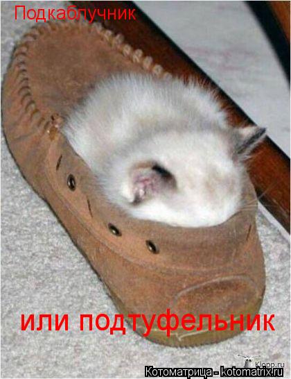 Подкаблучник или подтуфельник... Котоматрица: Подкаблучник или подтуфельник