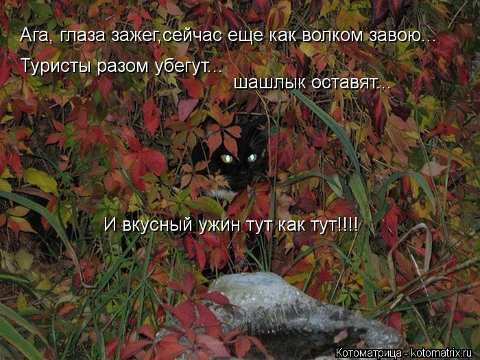 Ага, глаза зажег,сейчас еще как волком завою... Туристы разом убегут... шашлык оставят... И вкусный у... Котоматрица: Ага, глаза зажег,сейчас еще как волком завою... Туристы разом убегут... шашлык оставят... И вкусный ужин тут как тут!!!!