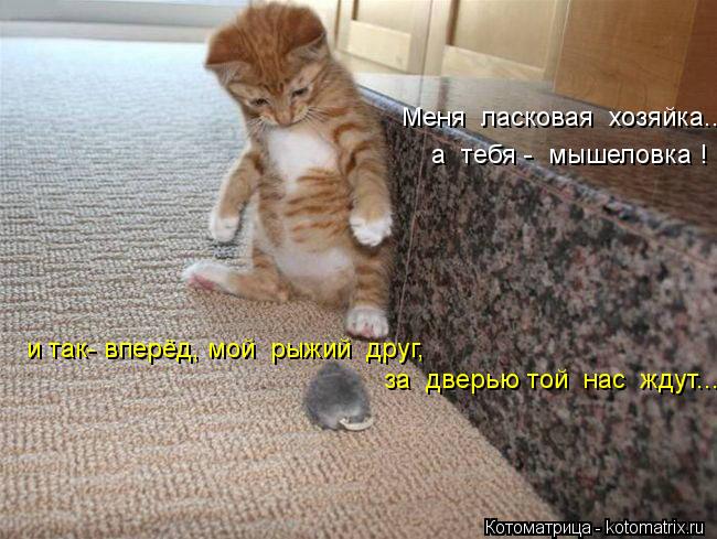 и так- вперёд, мой рыжий друг, за дверью той нас ждут.... Меня ласковая хозяйка.... а т... Котоматрица: и так- вперёд, мой рыжий друг, за дверью той нас ждут.... Меня ласковая хозяйка.... а тебя - мышеловка !