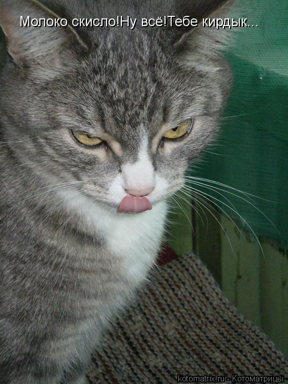 Молоко скисло!Ну всё!Тебе кирдык...... Котоматрица: Молоко скисло!Ну всё!Тебе кирдык...