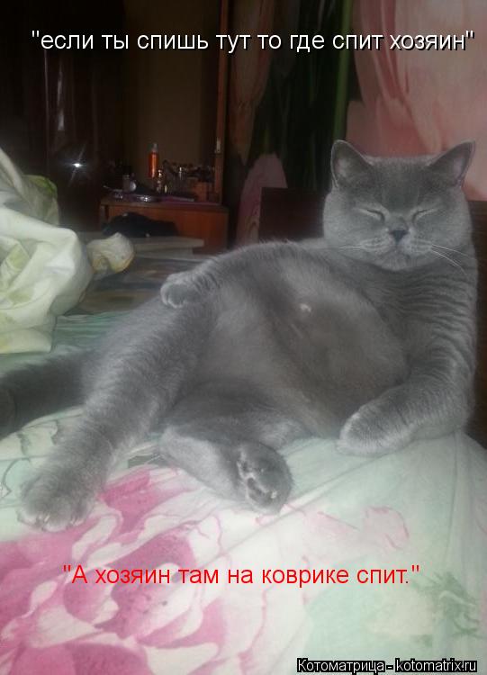 "А хозяин там на коврике спит." "если ты спишь тут то где спит хозяин"... Котоматрица: "А хозяин там на коврике спит." "если ты спишь тут то где спит хозяин"