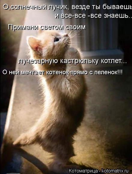 Примани светом своим лучезарную кастрюльку котлет... О,солнечный лучик, везде ты бываешь и все-все -в... Котоматрица: Примани светом своим лучезарную кастрюльку котлет... О,солнечный лучик, везде ты бываешь и все-все -все знаешь... О ней мечтает котенок прямо