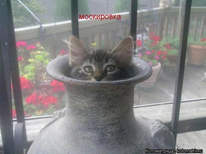 москировка... Котоматрица: москировка