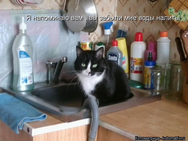 Я напоминаю вам , вы забыли мне воды налить!... Котоматрица: Я напоминаю вам , вы забыли мне воды налить!