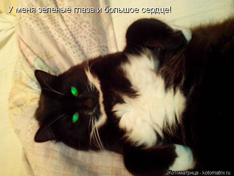 У меня зеленые глаза и большое сердце!... Котоматрица: У меня зеленые глаза и большое сердце!