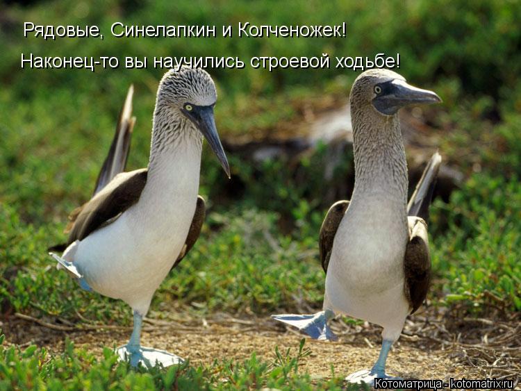 Рядовые, Синелапкин и Колченожек! Наконец-то вы научились строевой ходьбе!... Котоматрица: Рядовые, Синелапкин и Колченожек! Наконец-то вы научились строевой ходьбе!