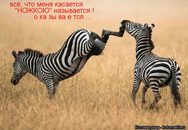 всё, что меня касается "НОЖКОЮ" называется ! о ка зы ва е тся ...... Котоматрица: всё, что меня касается "НОЖКОЮ" называется ! о ка зы ва е тся ...