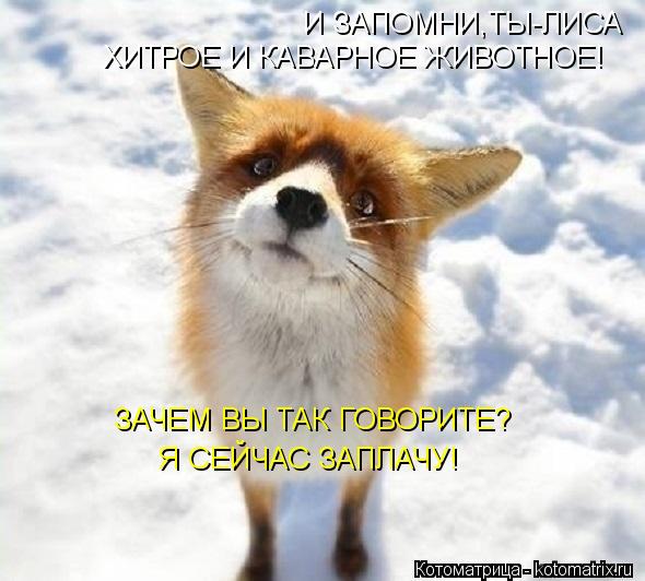 И ЗАПОМНИ,ТЫ-ЛИСА ХИТРОЕ И КАВАРНОЕ ЖИВОТНОЕ! ЗАЧЕМ ВЫ ТАК ГОВОРИТЕ? Я СЕЙЧАС ЗАПЛАЧУ!... Котоматрица: И ЗАПОМНИ,ТЫ-ЛИСА ХИТРОЕ И КАВАРНОЕ ЖИВОТНОЕ! ЗАЧЕМ ВЫ ТАК ГОВОРИТЕ? Я СЕЙЧАС ЗАПЛАЧУ!