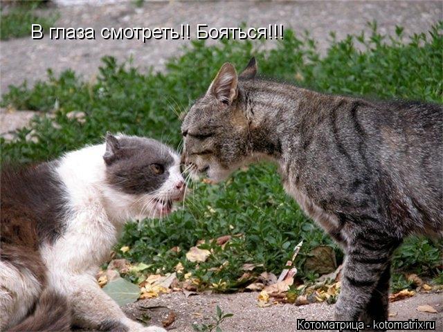 В глаза смотреть!! Бояться!!!... Котоматрица: В глаза смотреть!! Бояться!!!