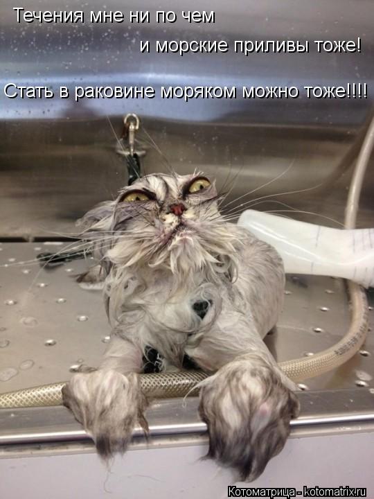 Течения мне ни по чем и морские приливы тоже! Стать в раковине моряком можно тоже!!!!... Котоматрица: Течения мне ни по чем и морские приливы тоже! Стать в раковине моряком можно тоже!!!!