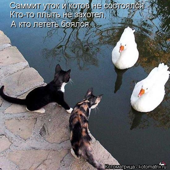 Саммит уток и котов не состоялся - Кто-то плыть не захотел, А кто лететь боялся...... Котоматрица: Саммит уток и котов не состоялся - Кто-то плыть не захотел, А кто лететь боялся...