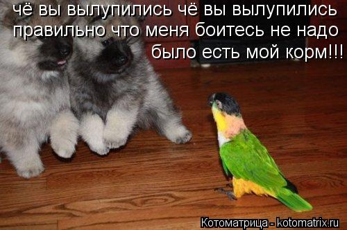 чё вы вылупились чё вы вылупились правильно что меня боитесь не надо было есть мой корм!!!... Котоматрица: чё вы вылупились чё вы вылупились правильно что меня боитесь не надо было есть мой корм!!!