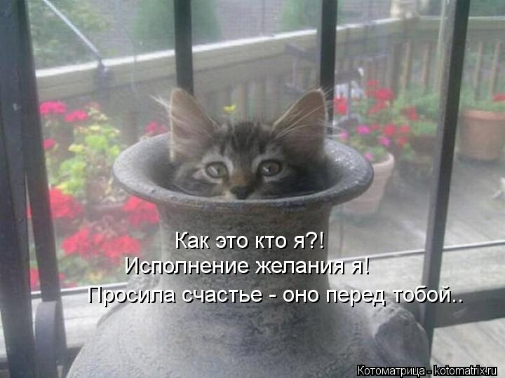 Как это кто я?! Исполнение желания я! Просила счастье - оно перед тобой..... Котоматрица: Как это кто я?! Исполнение желания я! Просила счастье - оно перед тобой..