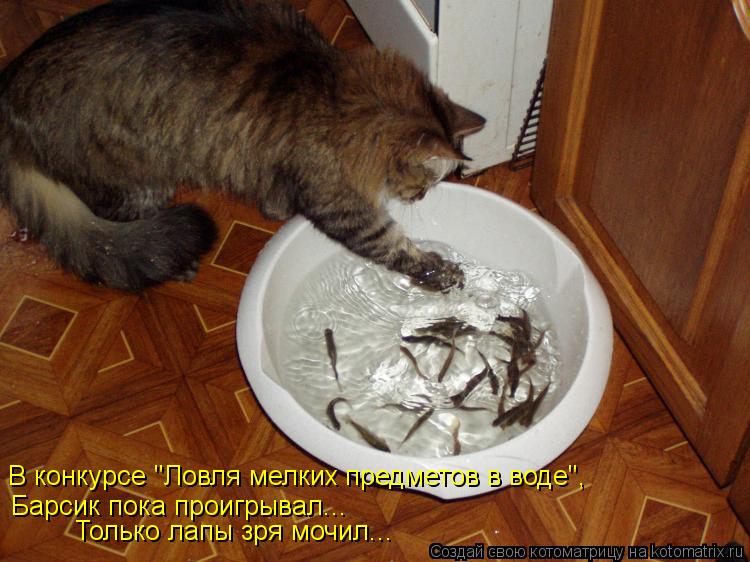 В конкурсе "Ловля мелких предметов в воде", Барсик пока проигрывал... Только лапы зря мочил...... Котоматрица: В конкурсе "Ловля мелких предметов в воде", Барсик пока проигрывал... Только лапы зря мочил...