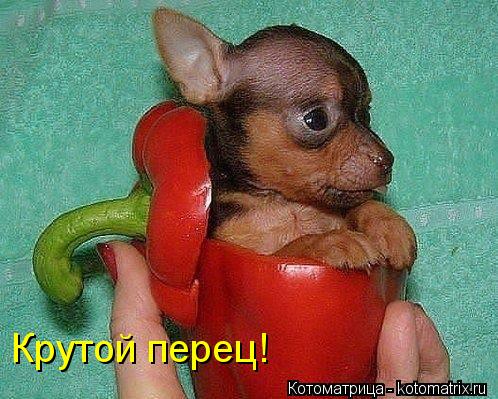 Крутой перец!... Котоматрица: Крутой перец!