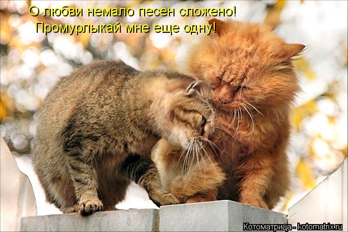 О любви немало песен сложено! Промурлыкай мне еще одну!... Котоматрица: О любви немало песен сложено! Промурлыкай мне еще одну!