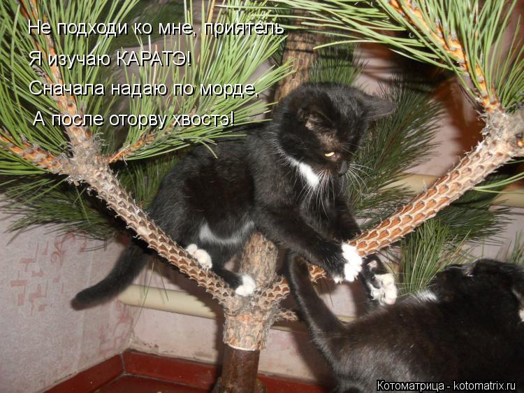 Я изучаю КАРАТЭ! Не подходи ко мне, приятель Сначала надаю по морде, А после оторву хвостэ!... Котоматрица: Я изучаю КАРАТЭ! Не подходи ко мне, приятель Сначала надаю по морде, А после оторву хвостэ!