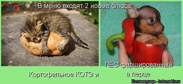 В меню входят 2 новые блюда: Кортофельное КОТЭ и ПЁС фаршированный в перце... Котоматрица: В меню входят 2 новые блюда: Кортофельное КОТЭ и ПЁС фаршированный в перце