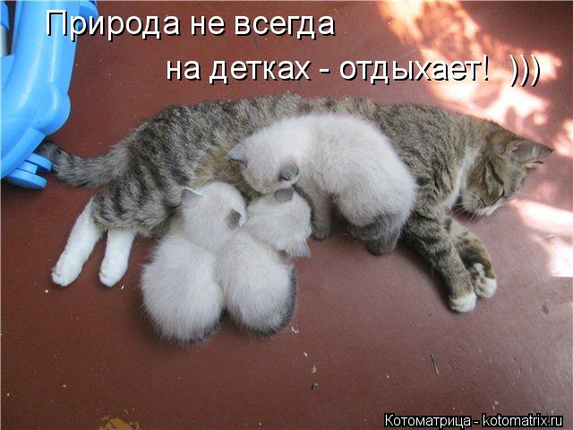 Природа не всегда на детках - отдыхает! )))... Котоматрица: Природа не всегда на детках - отдыхает! )))