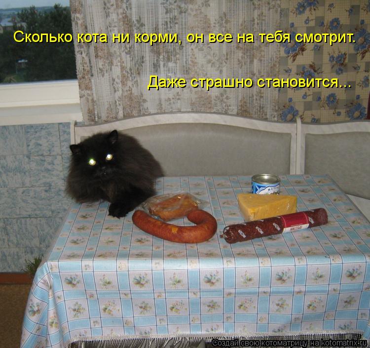 Сколько кота ни корми, он все на тебя смотрит. Даже страшно становится...... Котоматрица: Сколько кота ни корми, он все на тебя смотрит. Даже страшно становится...