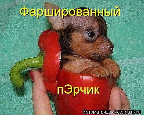 Фаршированный пЭрчик... Котоматрица: Фаршированный пЭрчик