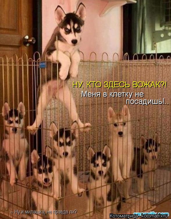 НУ, КТО ЗДЕСЬ ВОЖАК?! Меня в клетку не посадишь!.. -- Ну и милашка, не правда ли?..... Котоматрица: НУ, КТО ЗДЕСЬ ВОЖАК?! Меня в клетку не посадишь!.. -- Ну и милашка, не правда ли?..