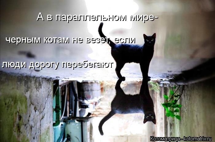 черным котам не везет, если люди дорогу перебегают А в параллельном мире-... Котоматрица: черным котам не везет, если люди дорогу перебегают А в параллельном мире-