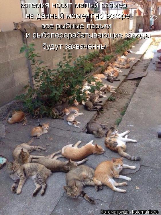 котемия носит малый размер на данный момент,но вскоре все рыбные ларьки и рыбоперерабатывающие завод... Котоматрица: котемия носит малый размер на данный момент,но вскоре все рыбные ларьки и рыбоперерабатывающие заводы будут захваченны