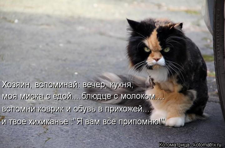 Хозяин, вспоминай: вечер, кухня, моя миска с едой....блюдце с молоком.... вспомни коврик и обувь в пр... Котоматрица: Хозяин, вспоминай: вечер, кухня, моя миска с едой....блюдце с молоком.... вспомни коврик и обувь в прихожей.... и твое хихиканье :"Я вам все припом