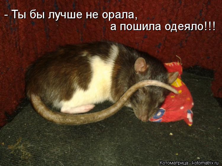 - Ты бы лучше не орала, а пошила одеяло!!!... Котоматрица: - Ты бы лучше не орала, а пошила одеяло!!!