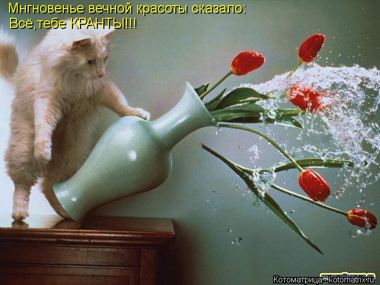Мнгновенье вечной красоты сказало: Всё,тебе КРАНТЫ!!!... Котоматрица: Мнгновенье вечной красоты сказало: Всё,тебе КРАНТЫ!!!