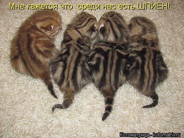 Мне кажется что среди нас есть ШПИЁН!... Котоматрица: Мне кажется что среди нас есть ШПИЁН!