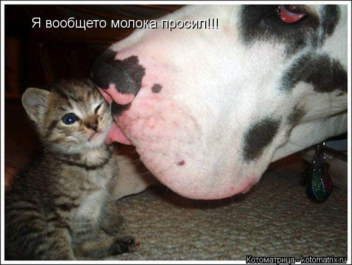 Я вообщето молока просил!!!... Котоматрица: Я вообщето молока просил!!!