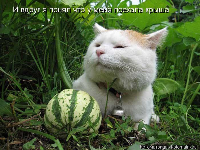 И вдруг я понял что у меня поехала крыша... Котоматрица: И вдруг я понял что у меня поехала крыша