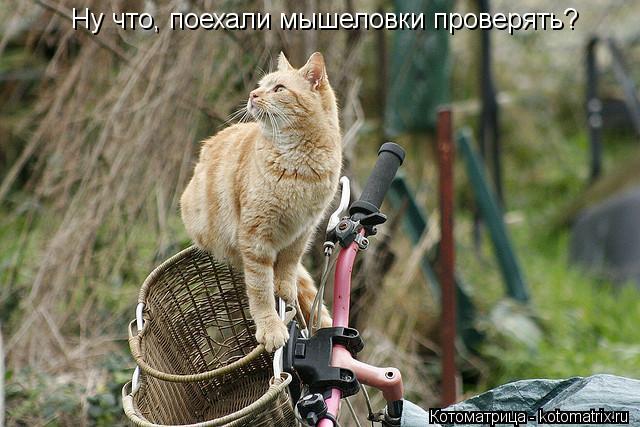 Эти забавные животные