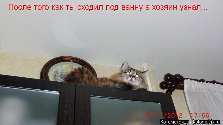 После того как ты сходил под ванну а хозяин узнал...... Котоматрица: После того как ты сходил под ванну а хозяин узнал...