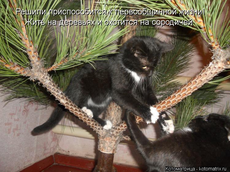 Решили приспособится к первообщинной жизни! Жить на деревьях и охотится на сородичей... Котоматрица: Решили приспособится к первообщинной жизни! Жить на деревьях и охотится на сородичей
