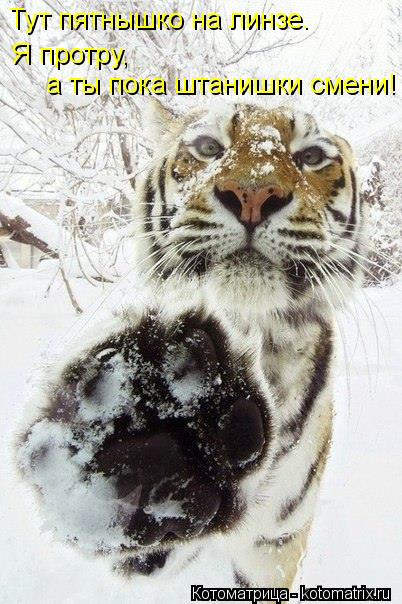 Тут пятнышко на линзе. Я протру, а ты пока штанишки смени!... Котоматрица: Тут пятнышко на линзе. Я протру, а ты пока штанишки смени!