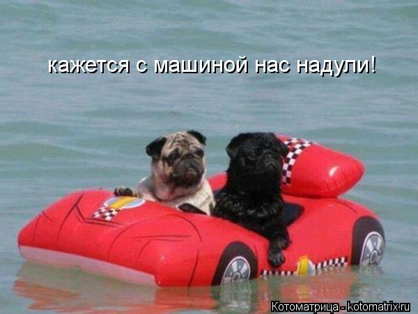 кажется с машиной нас надули!... Котоматрица: кажется с машиной нас надули!