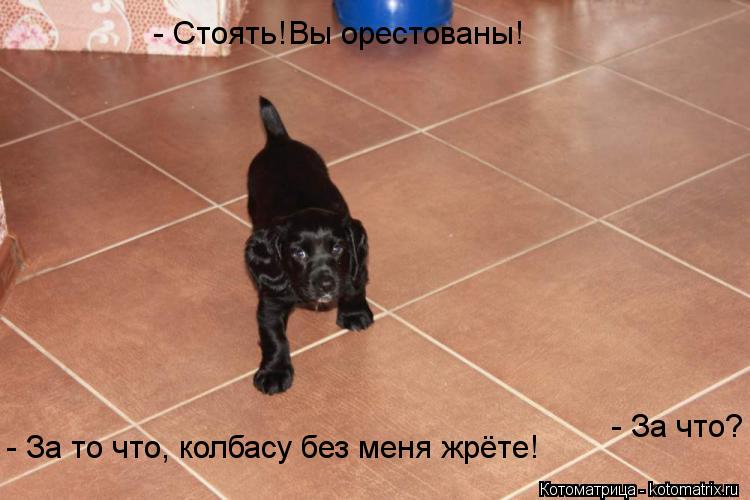 - Стоять!Вы орестованы! - За что? - За то что, колбасу без меня жрёте!... Котоматрица: - Стоять!Вы орестованы! - За что? - За то что, колбасу без меня жрёте!