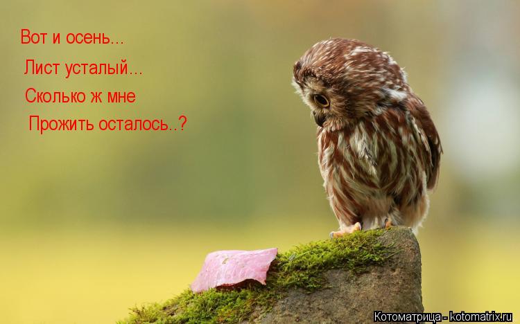 Вот и осень... Лист усталый... Сколько ж мне Прожить осталось..?... Котоматрица: Вот и осень... Лист усталый... Сколько ж мне Прожить осталось..?