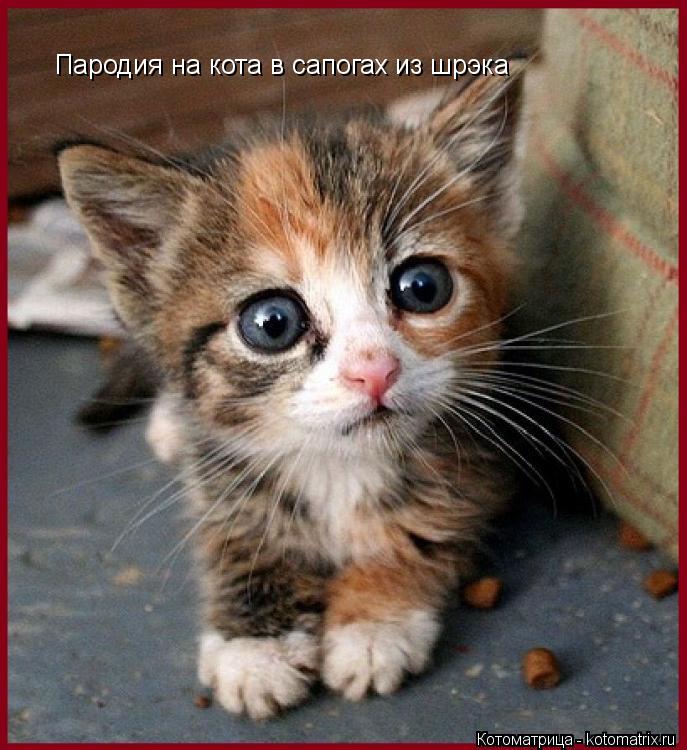 Пародия на кота в сапогах из шрэка Пародия на кота в сапогах из шрэка... Котоматрица: Пародия на кота в сапогах из шрэка Пародия на кота в сапогах из шрэка