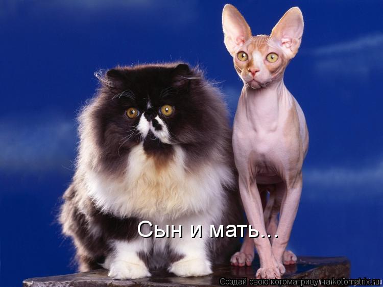 Сын и мать...... Котоматрица: Сын и мать...