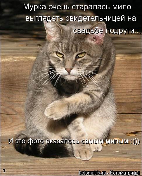 выглядеть свидетельницей на свадьбе подруги.... Мурка очень старалась мило И это фото оказалось сам... Котоматрица: выглядеть свидетельницей на свадьбе подруги.... Мурка очень старалась мило И это фото оказалось самым милым :)))