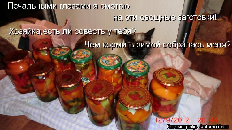 Печальными глазами я смотрю на эти овощные заготовки! Хозяйка,есть ли совесть у тебя? Чем кормить зим... Котоматрица: Печальными глазами я смотрю на эти овощные заготовки! Хозяйка,есть ли совесть у тебя? Чем кормить зимой собралась меня?!