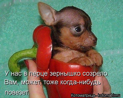 Вам, может, тоже когда-нибудь повезет. У нас в перце зернышко созрело.... Котоматрица: Вам, может, тоже когда-нибудь повезет. У нас в перце зернышко созрело.