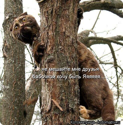 не мешайте мне друзья бабочкой хочу быть Яяяяяя........ Котоматрица: не мешайте мне друзья бабочкой хочу быть Яяяяяя.....