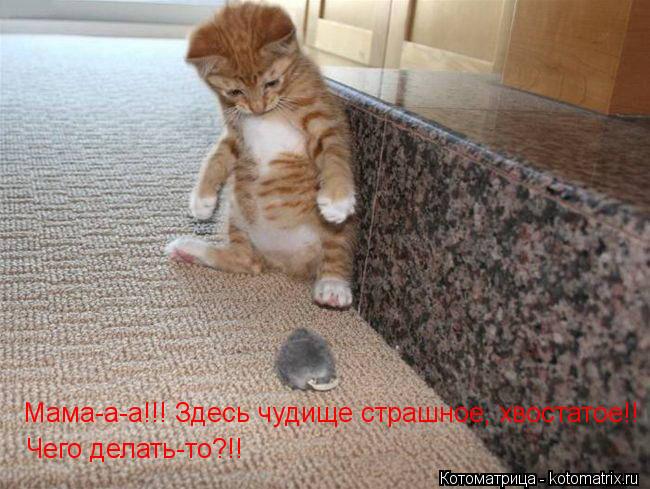 Мама-а-а!!! Здесь чудище страшное, хвостатое!! Чего делать-то?!!... Котоматрица: Мама-а-а!!! Здесь чудище страшное, хвостатое!! Чего делать-то?!!
