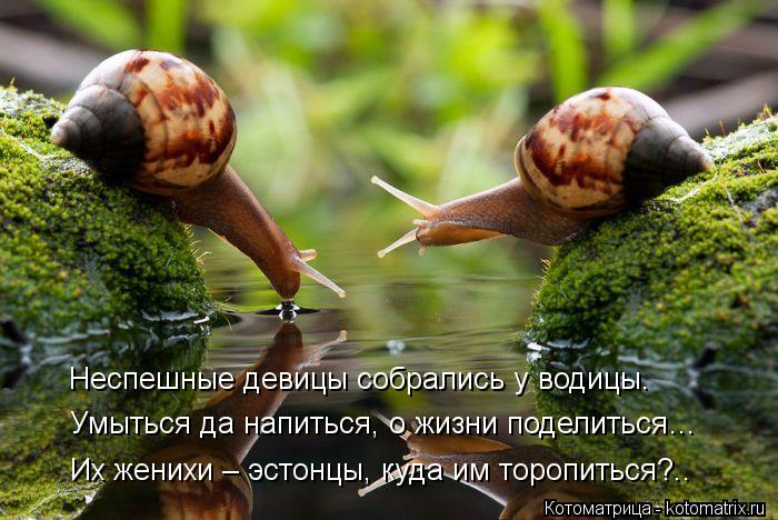 Неспешные девицы собрались у водицы. Умыться да напиться, о жизни поделиться… Их женихи – эстонцы, ку... Котоматрица: Неспешные девицы собрались у водицы. Умыться да напиться, о жизни поделиться… Их женихи – эстонцы, куда им торопиться?..