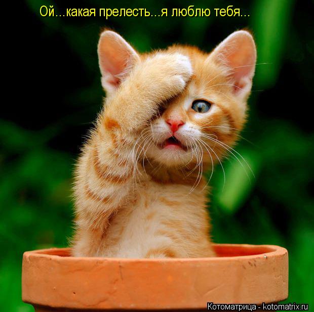 Ой...какая прелесть...я люблю тебя...... Котоматрица: Ой...какая прелесть...я люблю тебя...